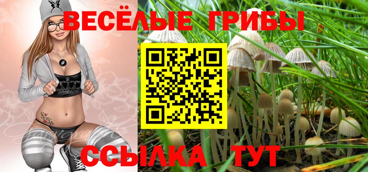 Бор  Псилоцибиновые грибы Psilocybine cubensis  Вход с VPN 